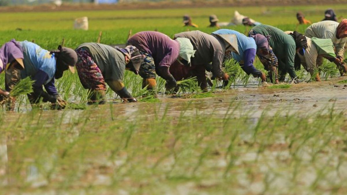 يجب أن يكون Bulog جاهزا لامتصاص حبوب المزارعين خلال فترة الحصاد الكبير للفترة من مارس إلى أبريل 2023