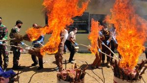 Karantina Kupang Musnahkan 122 Kilogram Daging Asal Timor Leste