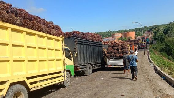 Dua Pabrik di Mukomuko Tolak Beli Kelapa Sawit dari Petani, Kenapa?