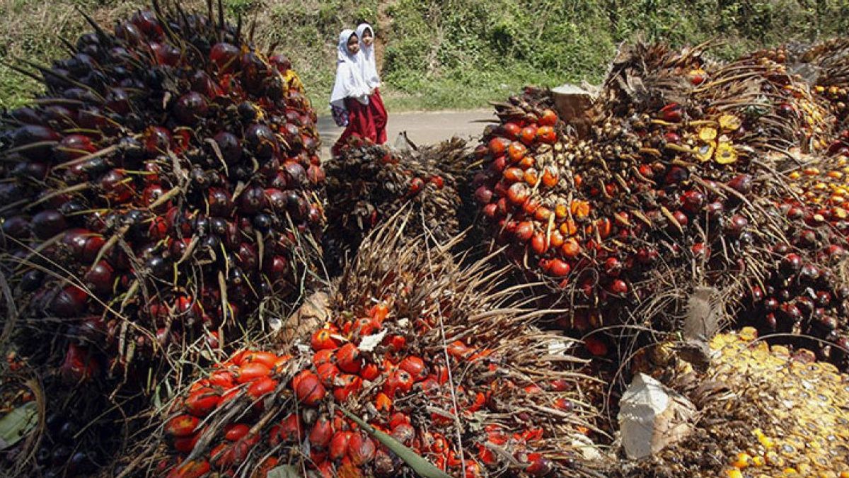 Indonesia Is Considered To Have Maximized The Value Of Increasing Palm Oil Downstream