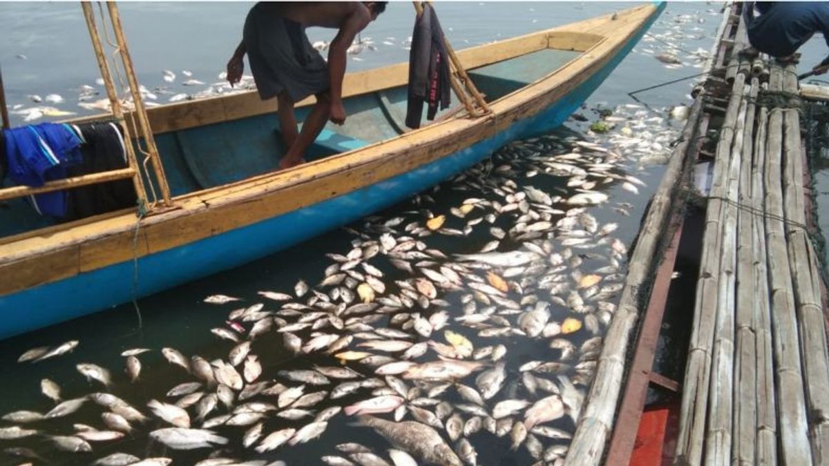 Les Poissons Morts Massifs Dans Le Réservoir Jangari De Cianjur Atteignent 200 Tonnes