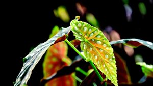 5 Tanaman yang Diprediksi Populer di 2026, Apa Saja? 