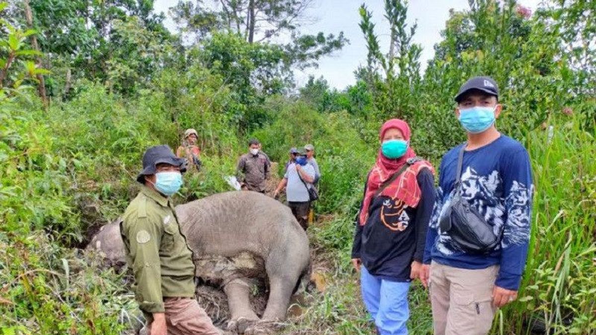 Was Treated For Digestive Infection, Elephant Weighing 2 Ton Found Dead In Bukit Apolo Riau