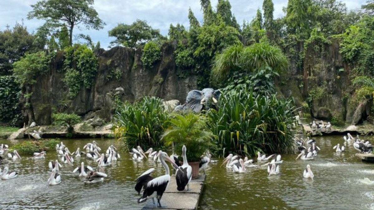 Ada Tambahan Dua Komodo, Libur Pertama Iduladha Taman Margasatwa Ragunan Dikunjungi Ribuan Masyarakat
