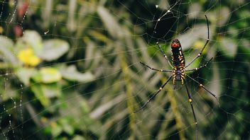 MIT Scientists Say Spiders Can Produce Music From Their Webs