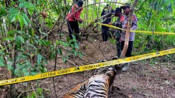 PT Aloer Timur AcehのHGUプランテーションで3頭のトラが死んでいるのを発見