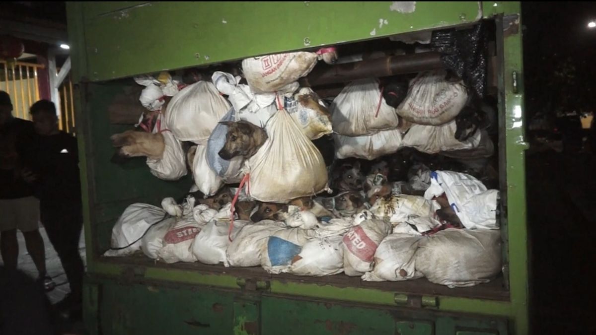 印尼：Pramono正式禁止在雅加达屠宰和销售狗猫肉