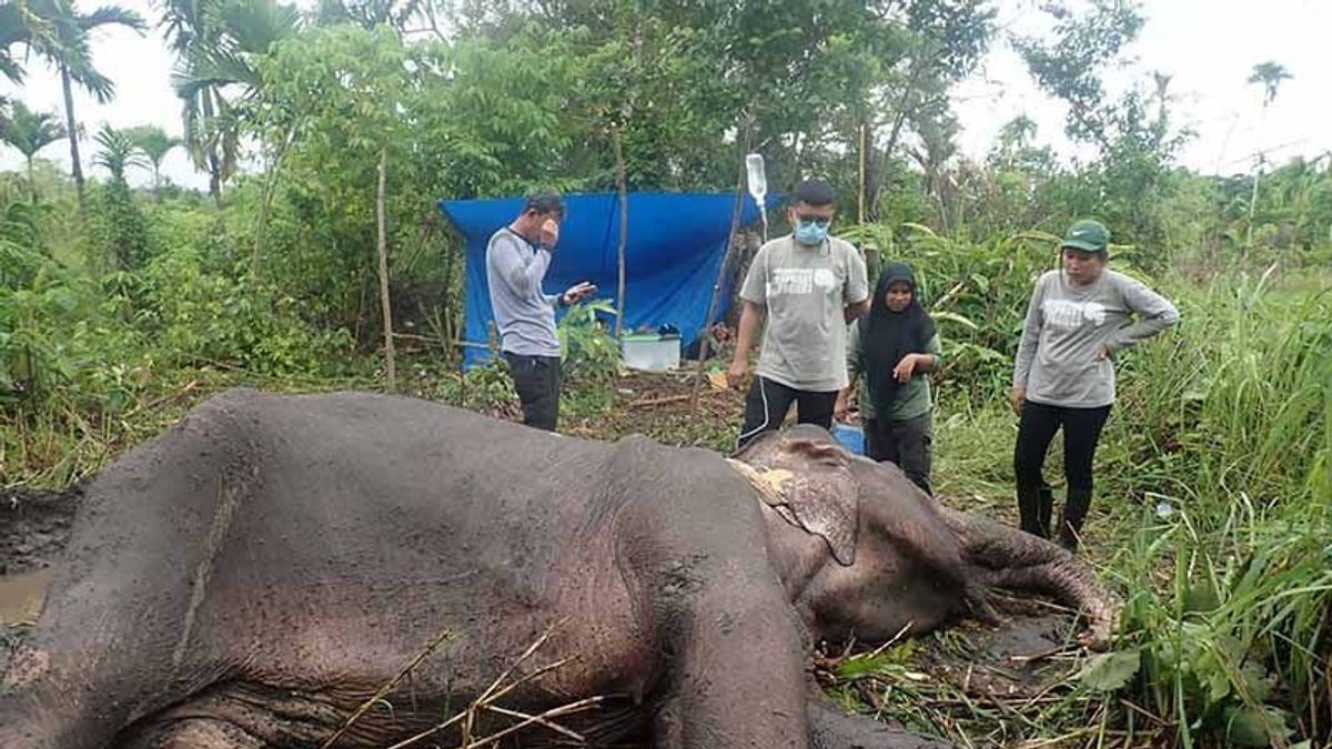 عولج من قبل فريق BKSDA، توفي الفيل البالغ من العمر 30 عاما في آتشيه بيسار من العدوى الجهازية