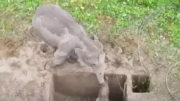 疏散小组试图拯救掉进洞里的大象宝宝，母亲来了，戏剧性的救援发生了