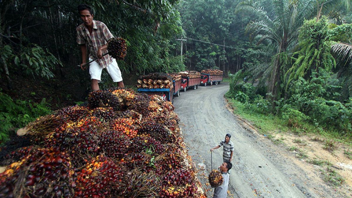 Palm Oil Industry Also Topang National Economy