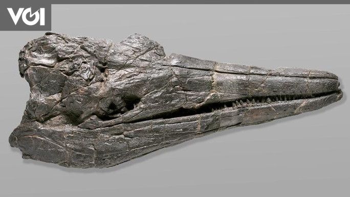 Discovery of Giant Marine Reptile Skull Reveals New Theory of Evolutionary Speed