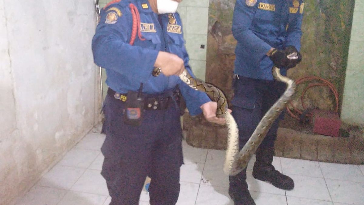 Résidents Paniqués De La Maison, Agents D’évacuation Des Serpents à Un Certain Nombre De Points Dans L’est De Jakarta