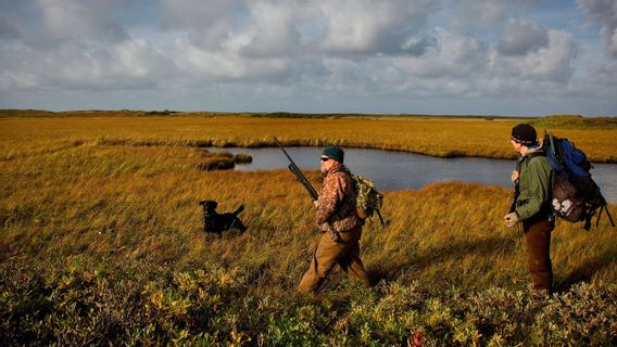 Il Y A Une épidémie De Peste Porcine Africaine Mortelle, L’Italie Interdit Les Activités De Chasse