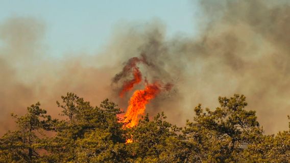 New York Sets Emergency Status Due To Forest Fire On Long Island