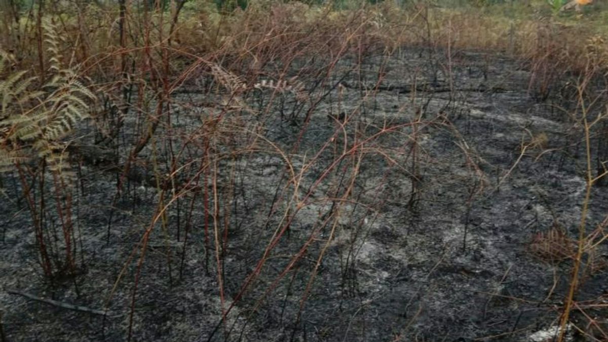 Nenang Penajam Paser Utara的森林和陆地火灾已成功扑灭