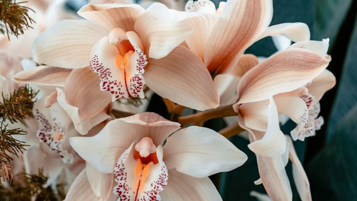10 Fakta Menarik Bunga Anggrek yang Jarang Diketahui Orang 