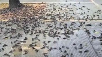 الآلاف من العصافير في سيربون وجيانيار التي ماتت فجأة لا تزال لغزا، والتي هي بالتأكيد ليست نتيجة للمرض