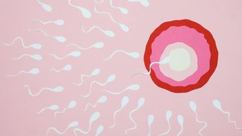 男性の出生率は心配です、スプルマレーシングコンペティションは米国で開催されます