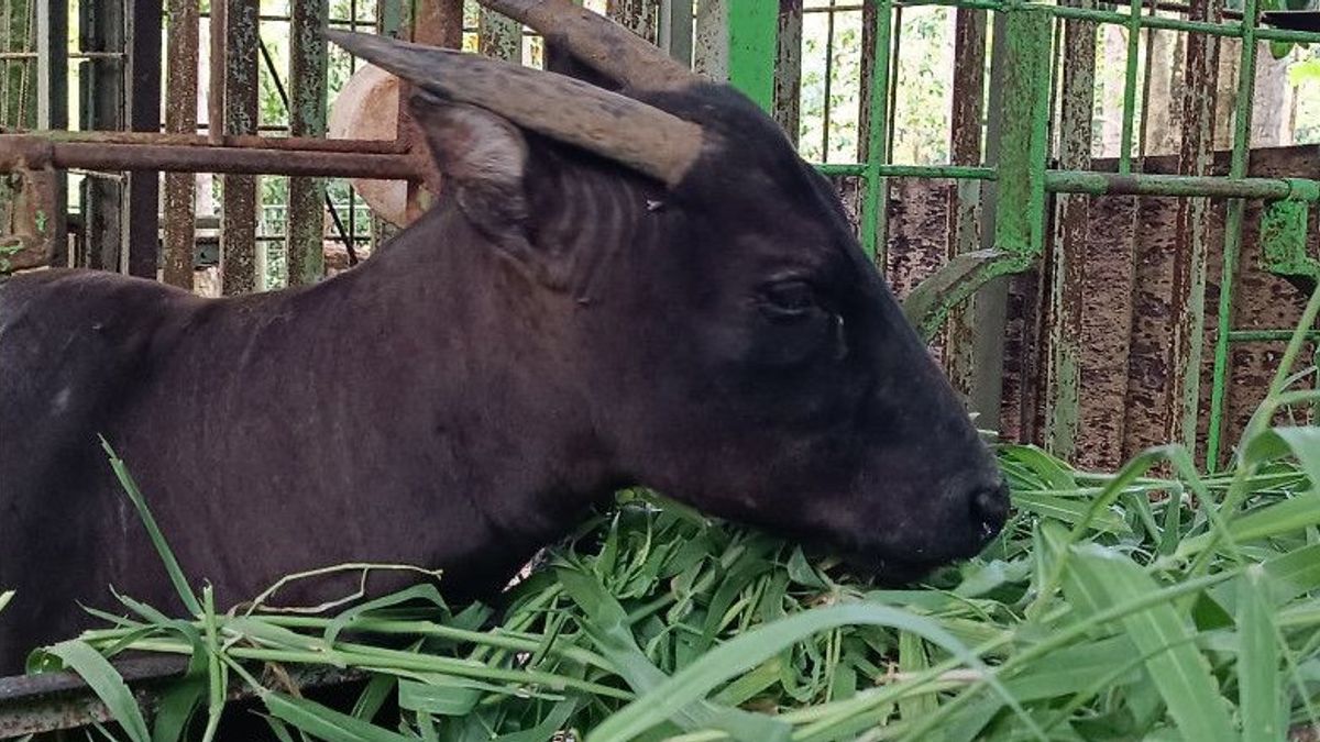 The North Sulawesi BKSDA Disrupts The Origins Of Anoa And Rusa Pigs Who Are Selled In Traditional Markets