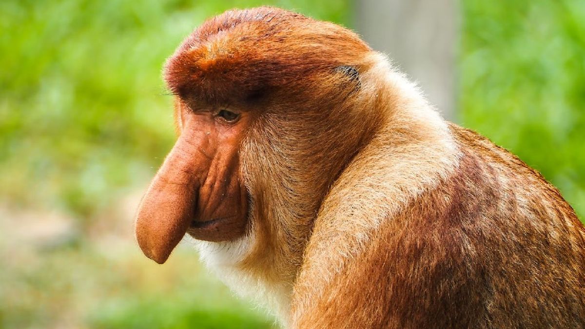 Bapelitbang担心IKN的发展对巴厘巴板湾长鼻猴的可持续性产生影响