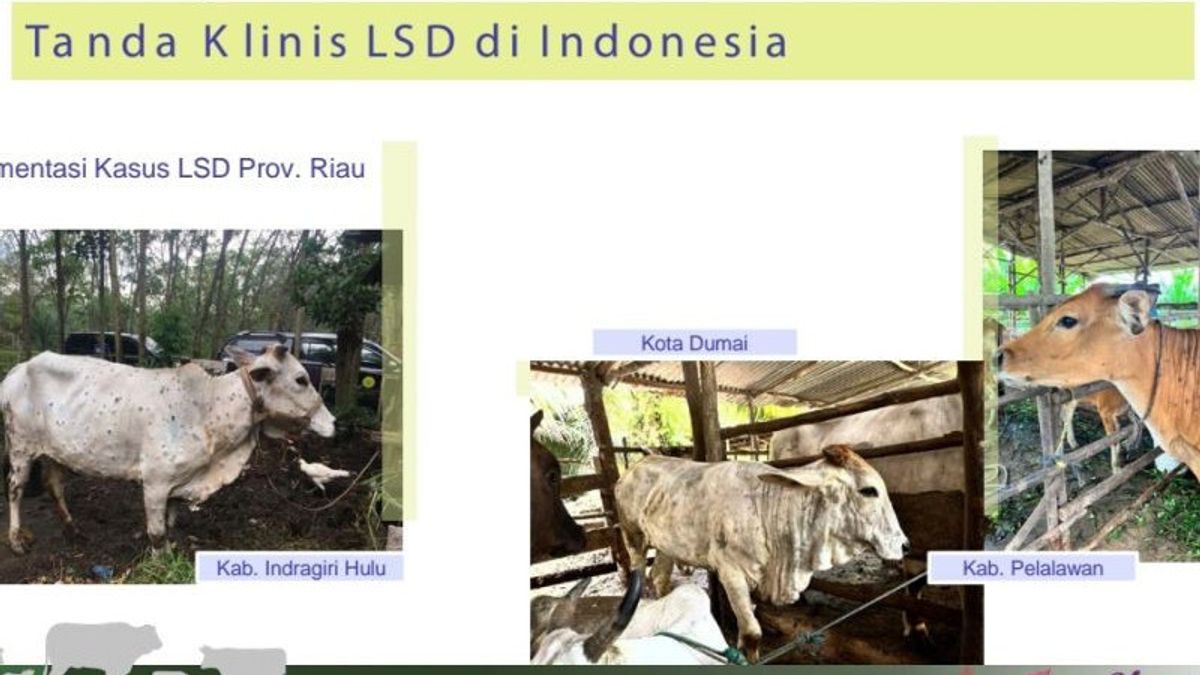 Need 2.7 Million Vaccines To Prevent LSD Outbreaks Attacking Cows In Sumatra, Unfortunately The Ministry Of Agriculture's Vaccine Stock Is Not Enough