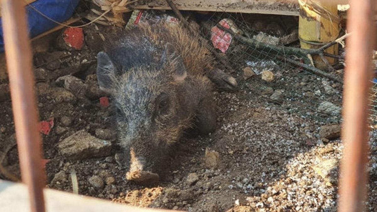 Tracing The History Of The Ngepet Pig