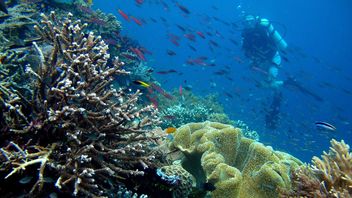 Gunakan Robot Jarak Jauh, Peneliti Temukan 39 Spesies Baru di Dasar Samudra Pasifik