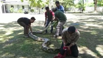 Riau BKSDA Releases 2 7-meter Pythons