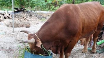 塞拉亚尔岛社区收到佐科威总统的牺牲牛，重达1，006公斤