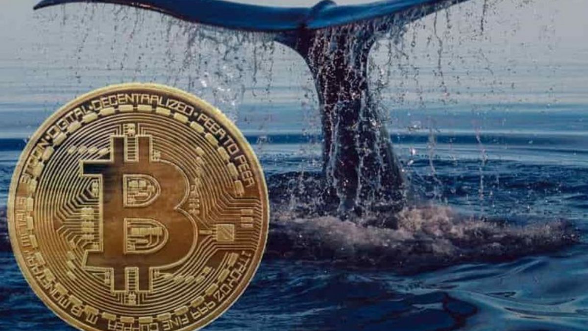 Crypto Whales Rise From Long Sleep, Move Thousands Of Bitcoins Worth IDR 31 Trillion