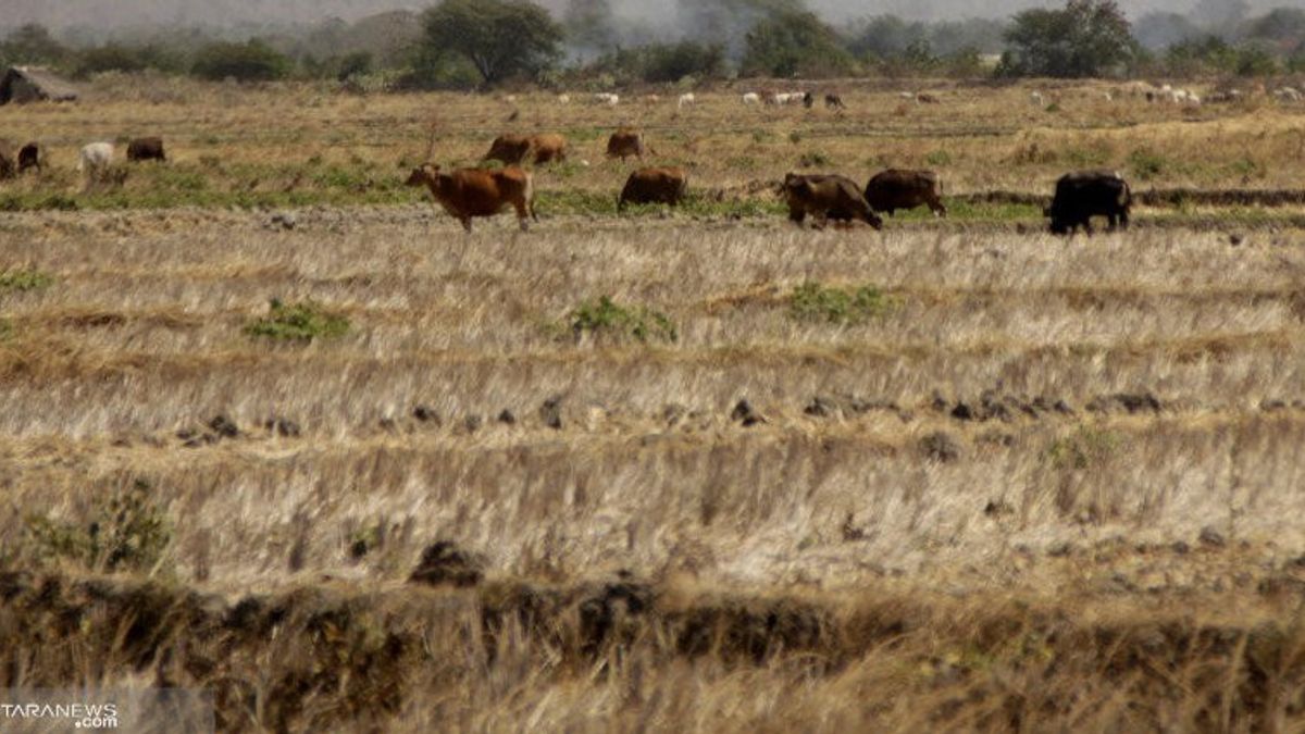 Dinsos NTB Salurkan Air Bersih di 14 Desa yang Dilanda Kekeringan