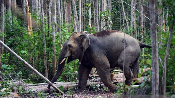 Diduga Terpisah dari Kawanan, Gajah Liar Masuk ke Permukiman Warga Perbatasan 2 Desa di Aceh Jaya