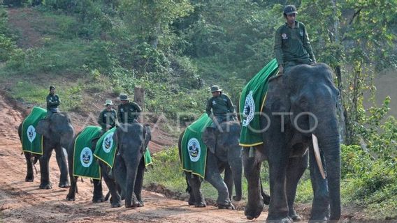 入植地に入り、1人の住民を殺す、ジャンビBKSDAは象の群れのそばが森に戻ることを保証します
