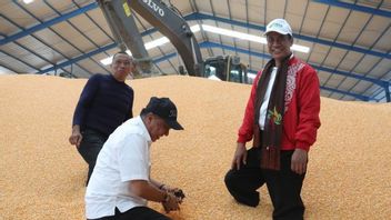 Mentan Amran espère que Bulog absorbera bientôt la production de maïs chez les agriculteurs