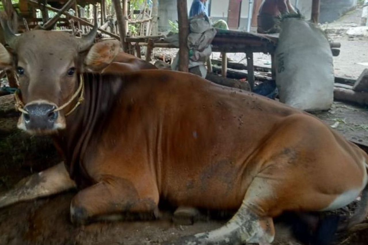 FMDにさらされた動物の肉はまだ消費することができます、ここでそれを調理する方法です