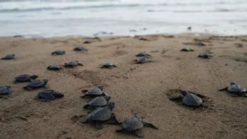 キリキリトレンガレックビーチで解放された何百もの孵化子