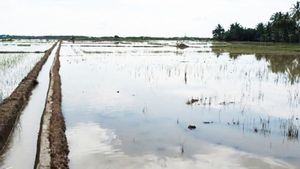 Banjir Rendam 5.115 Hektare Persawahan di Aceh Timur