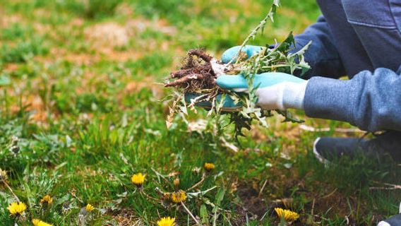 しばしばグルマだと思われる、これらの7つの野生の芝生は作物の所有者に大きな利益をもたらすようです