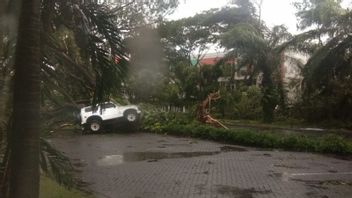 虽然它持续了很短的时间，但强风损坏了东爪哇Sidoarjo的房屋，学校和连根拔起了数十棵树