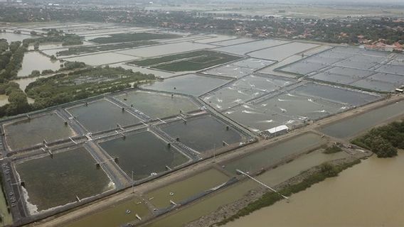 Pemerintah akan Revitalisasi 78.000 Hektare Tambak Udang Tak Terpakai, Ini Sebaran Lokasinya