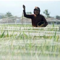 Hama Wereng Serang Ratusan Hektare Sawah di Trenggalek dan Tulungagung