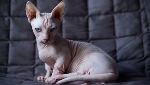 Get To Know The Bambino Ras: A Unique Cat Without Small Bulus