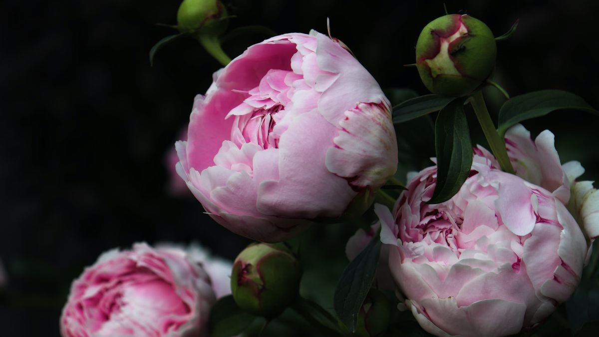 Mengenal Bunga Peony dan Cara Menanamnya di Indonesia