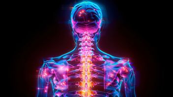 Revealed! Quick Secrets Behind Body Impulse Distribution Mechanism