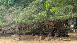 Pulau Menjangan, Alternatif Wisata Sunyi di Tengah Ramainya Bali