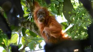 Orang Utan Tapanuli Hadapi Ancaman Baru Pascabencana Sumatera