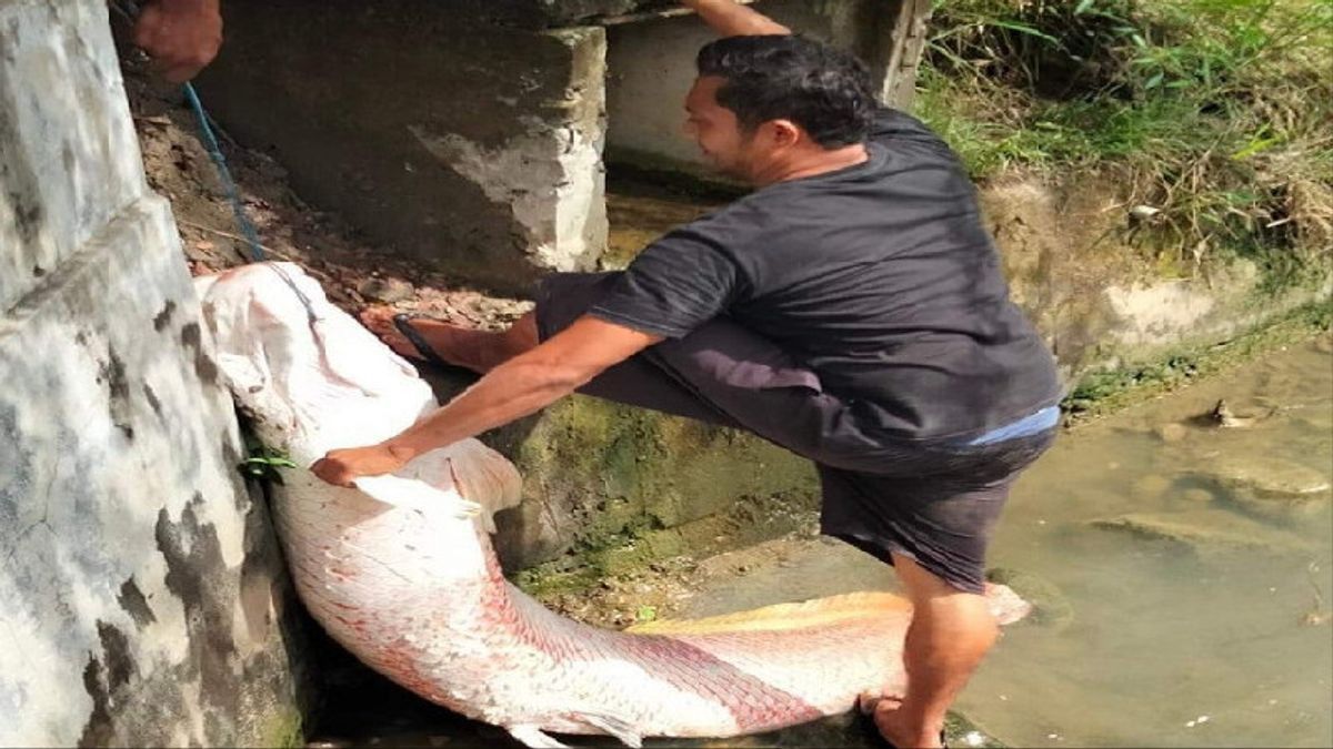 Ditemukan Ikan Raksasa di Lokasi Banjir Kota Lhokseumawe