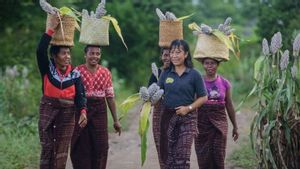 Mengenal Maria Loretha, Pelestari Benih dan Pelopor Budidaya Sorgum di Larantuka NTT