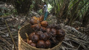 Chine Smitten Salak Ng Mousse Pentes Organiques Du Mont Merapi