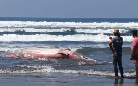 Hiu Tutul yang Tewas di Pantai Jembrana Tidak Dilakukan Nekropsi Agar Tidak Ada Pencemaran